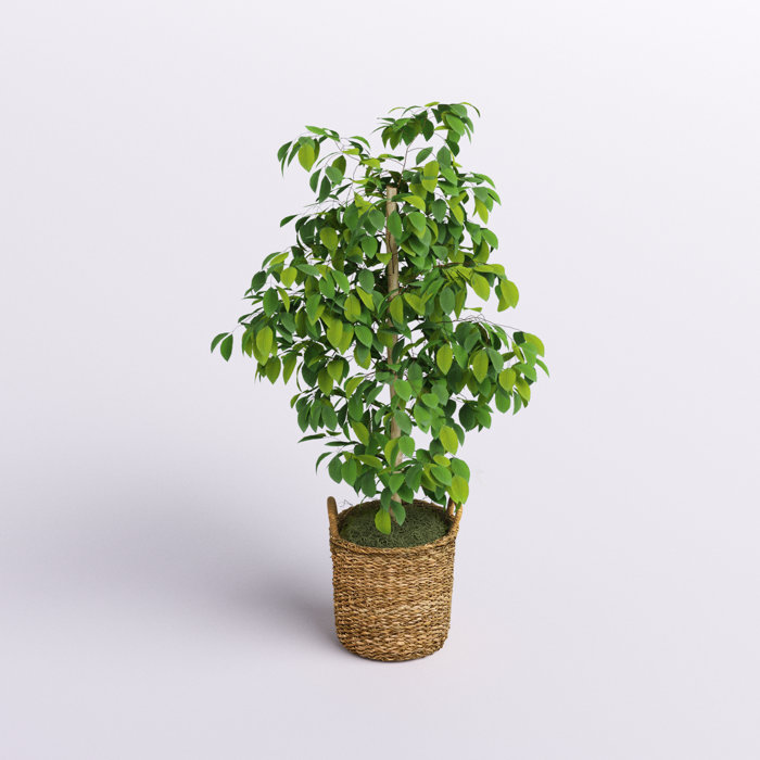 Freeport Park® 48'' Faux Ficus Tree in Wicker/Rattan Basket & Reviews